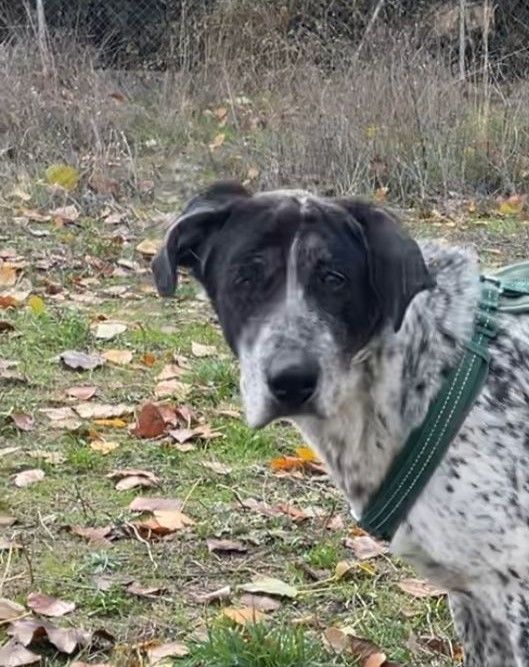 MIKU � 4 ans � Une chienne en or &agrave; adopter ! 315 24140 Douville