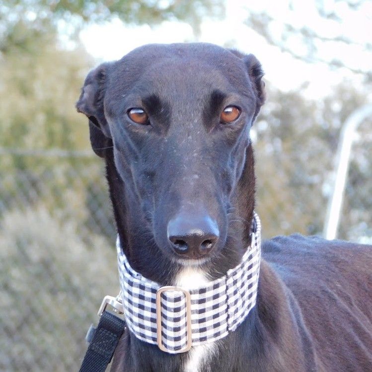 NANI🩷  La douceur absolue en qu&ecirc;te de bras aimants 315 24140 Douville