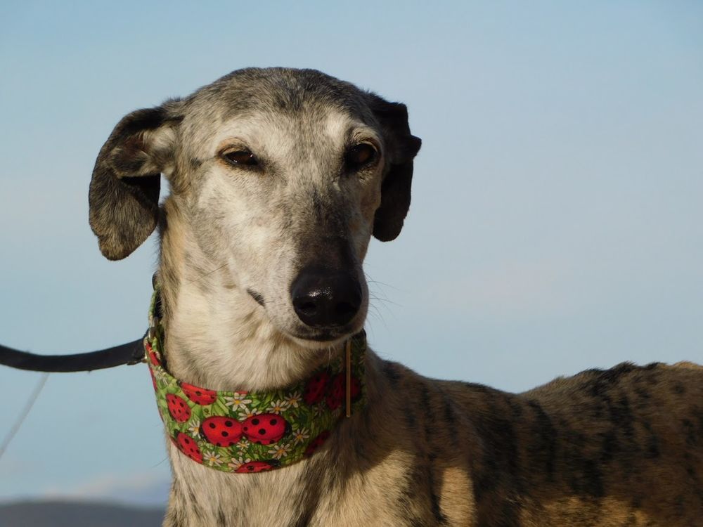 SONAJERA🩷 une sublime galga senior bring&eacute;e qui va vous choisir 195 24140 Douville