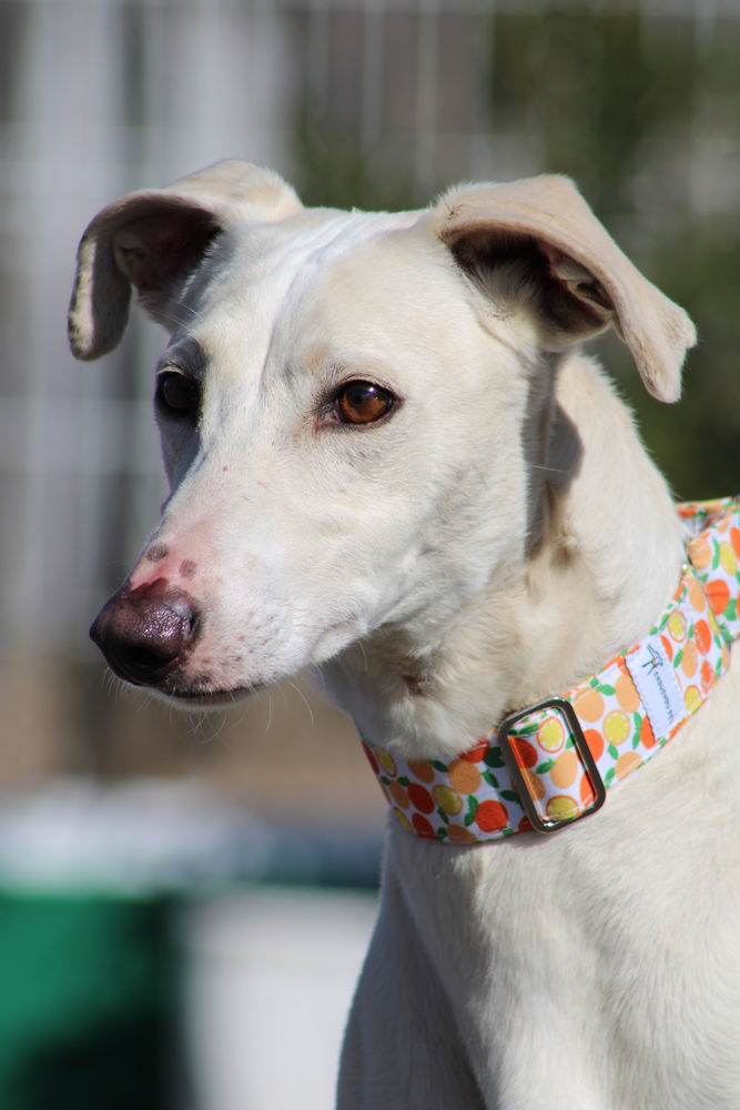 DUQUI💙 Grand galgo espagnol m&acirc;le, 27 kg de noblesse et de douceur 315 24140 Douville