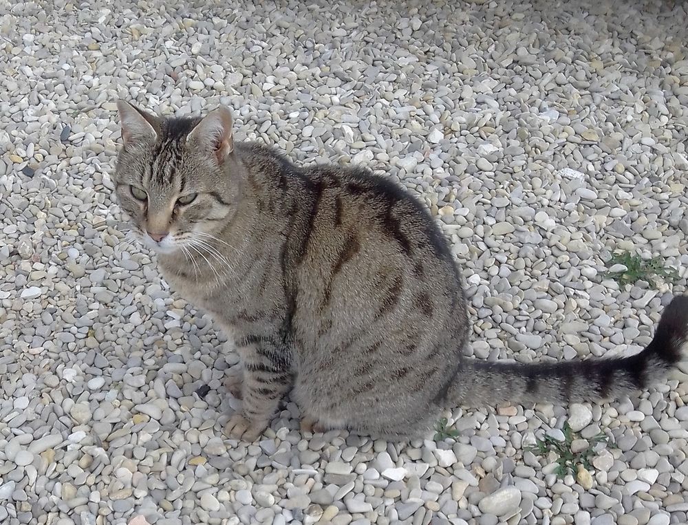 Chat TONKA &agrave; l adoption 200 26110 Saint-maurice-sur-eygues