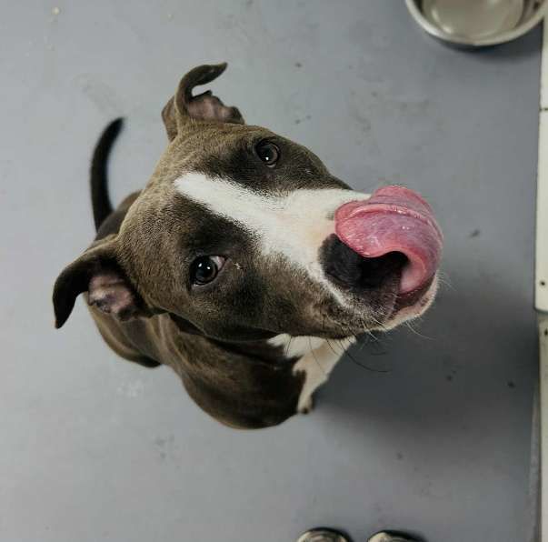 Chien BOBBY &agrave; l adoption 250 13001 Marseille