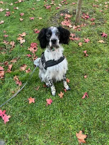 Yugo 250 53120 Brec�