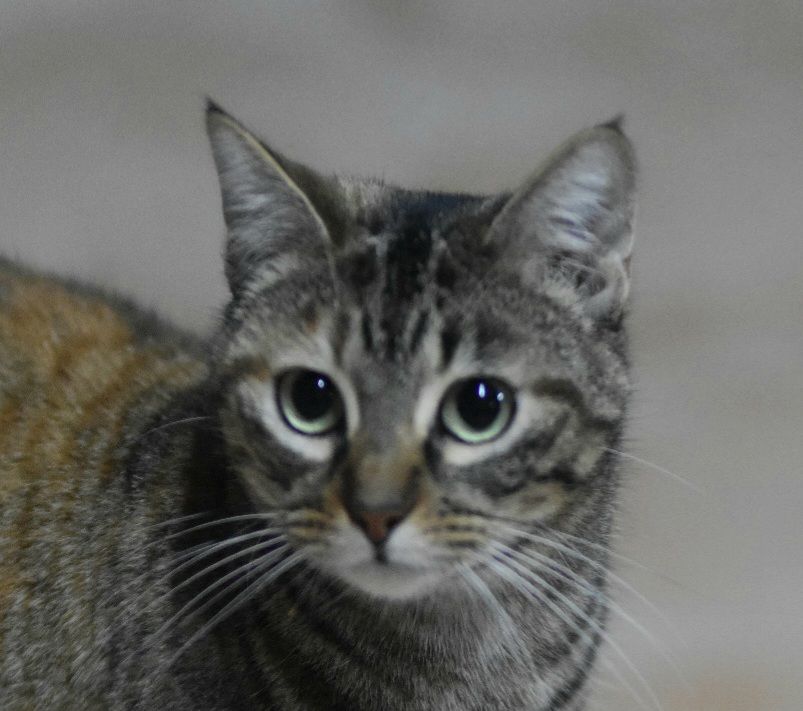 DAGA 230 27620 Gasny