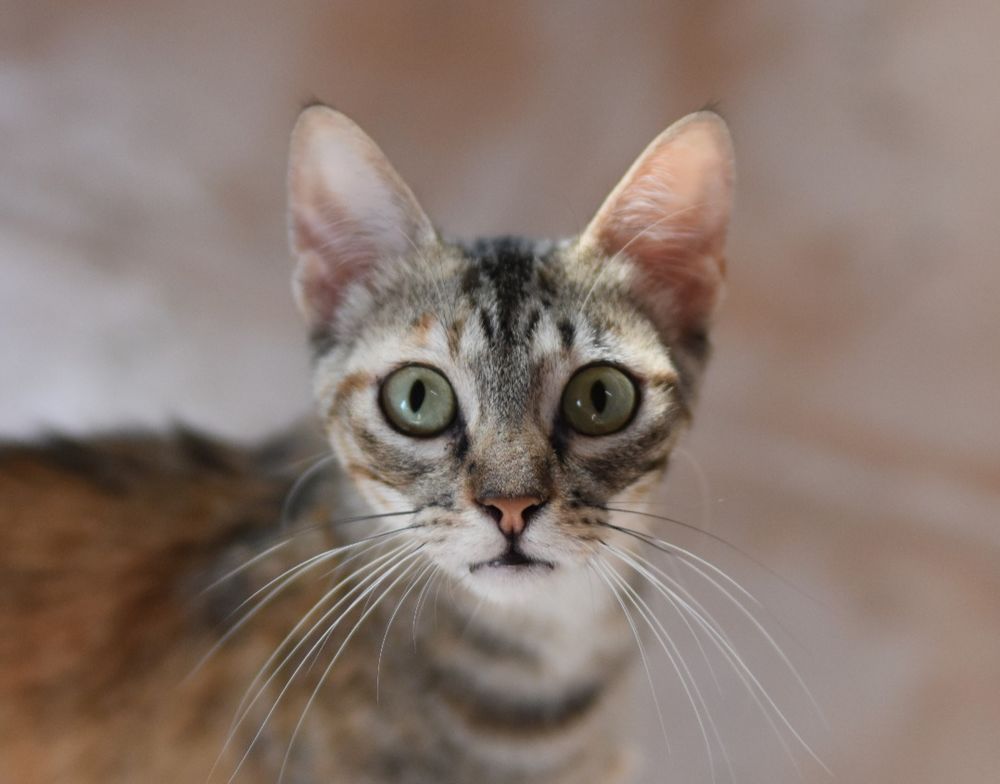 KATIE 230 27620 Gasny