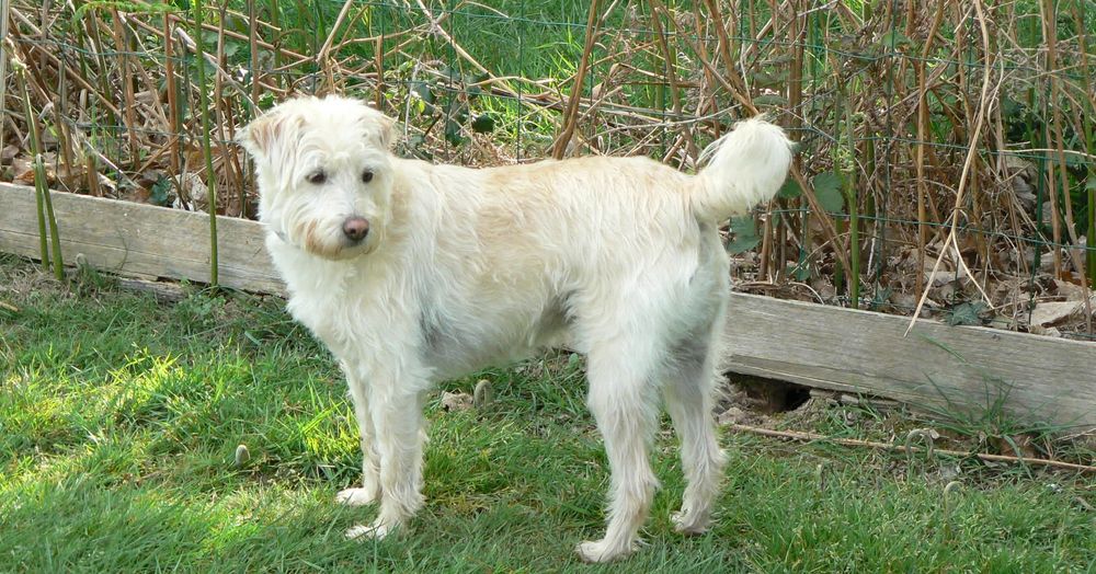 Shiro, chien crois&eacute; Jack Russell de 5 ans &agrave; adopter 250 35550 Saint-just