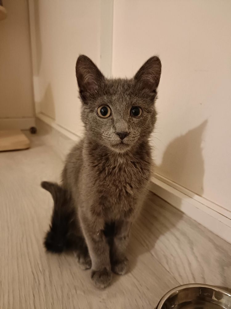 Smokie adorable chipie 180 91170 Viry-ch�tillon