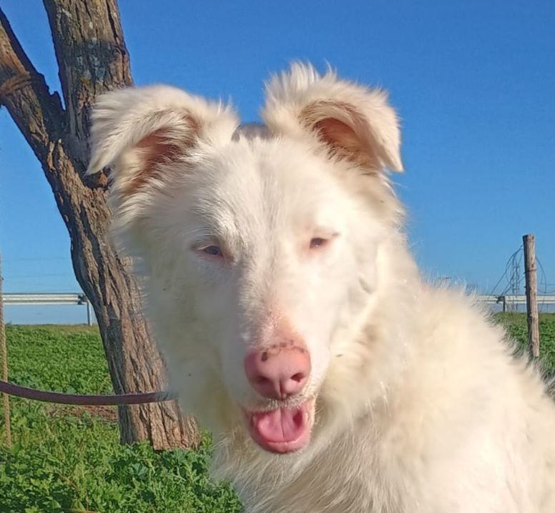 MAGO 320 27620 Gasny