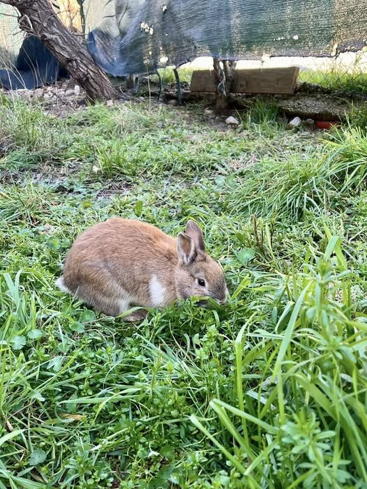 Lapin NOISETTE &agrave; l adoption 30 26790 Suze-la-rousse