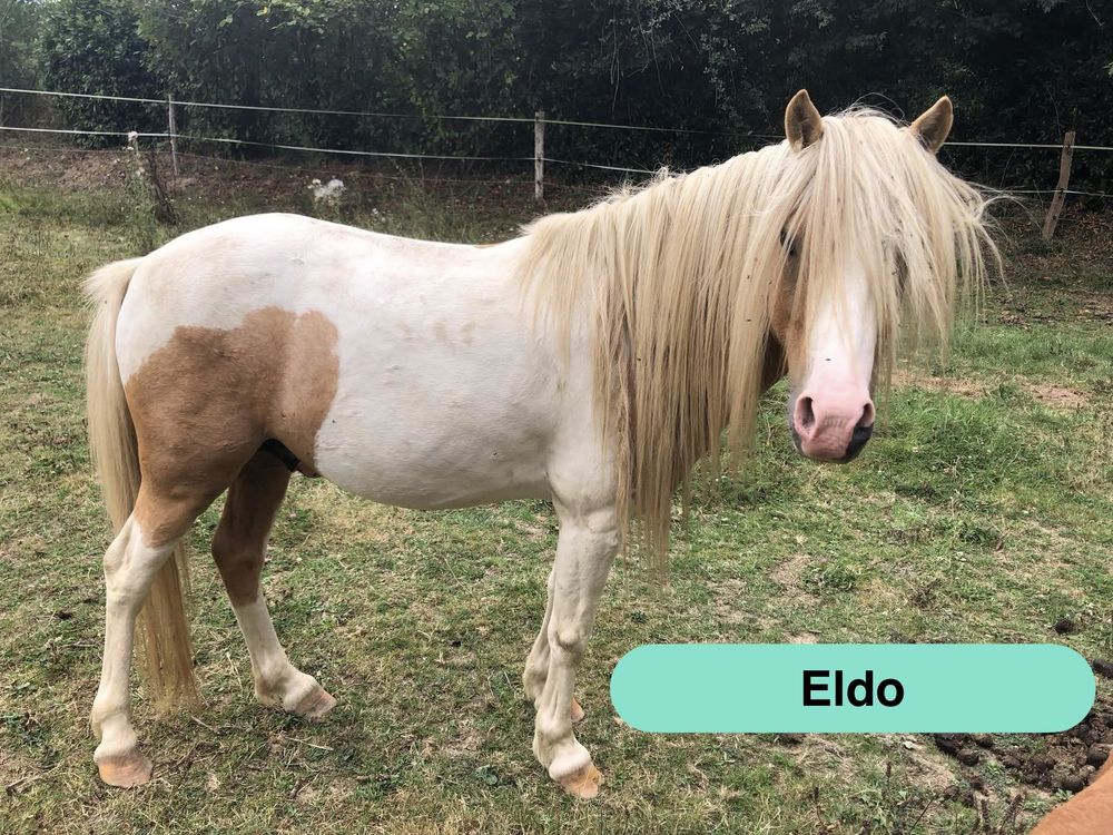 Eldo, poney Welsh &agrave; adopter 800 44290 Pierric