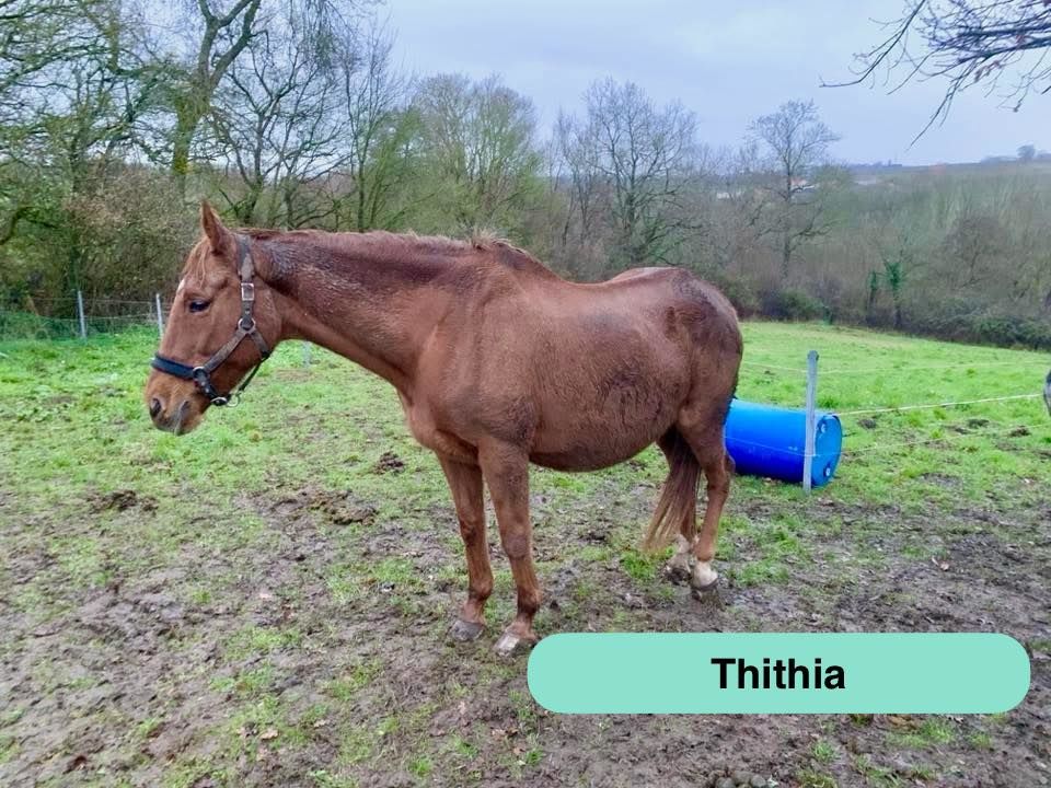 Thithia, jument pur sang &agrave; adopter 600 44430 Le loroux-bottereau