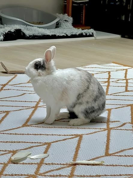 Lapin NALA &agrave; l adoption 30 26270 Loriol-sur-dr�me