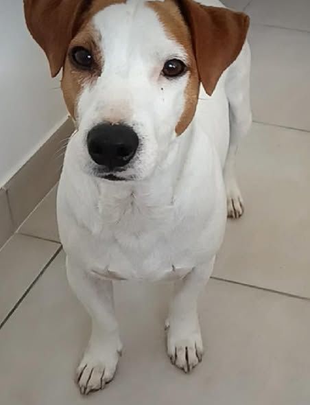 Chien RIO &agrave; l adoption 350 07100 Annonay