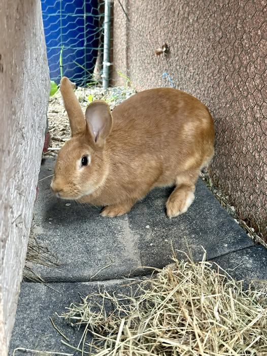 Lapin SAMBA &agrave; l adoption 30 26130 Saint-restitut