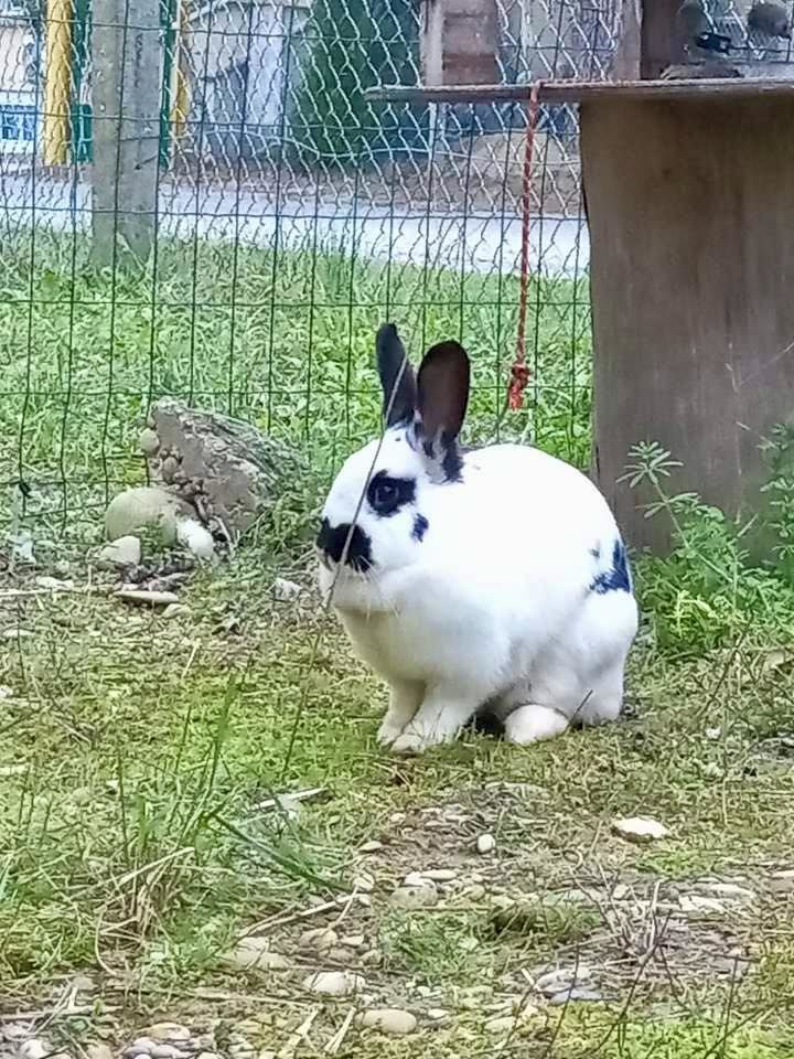 Lapin SMURF &agrave; l adoption 30 26130 Saint-restitut
