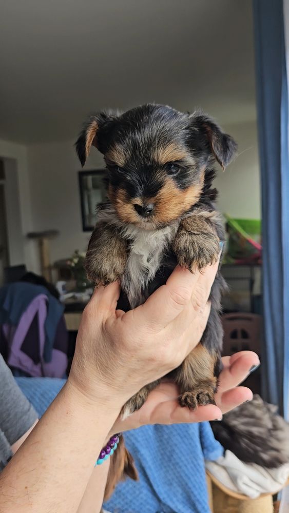 yorkshire exotic 1200 50560 Gouville-sur-mer