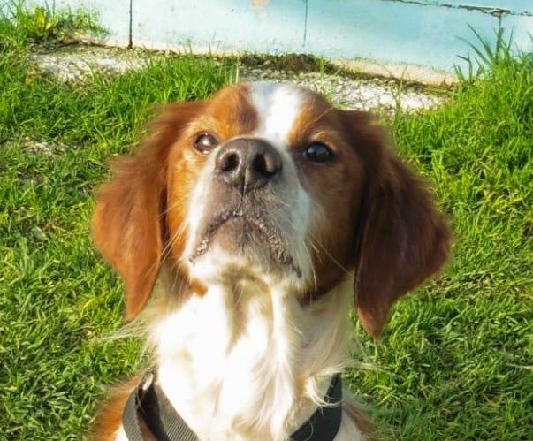 GINTONIC 320 27620 Gasny