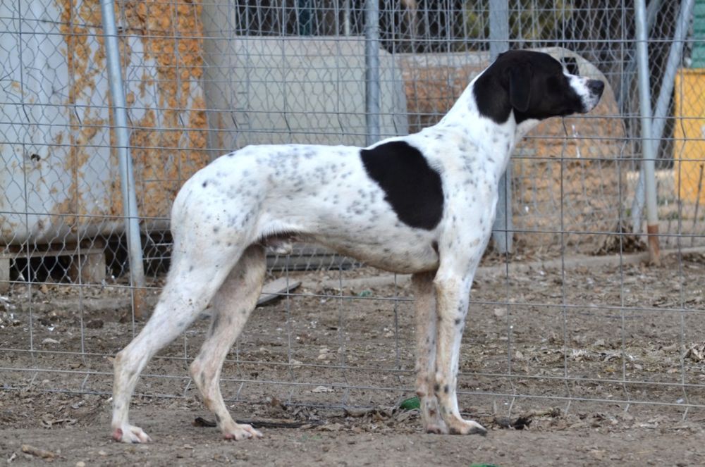 Merveilleux Pointer Anglais adorable et affectueux 315 24140 Douville