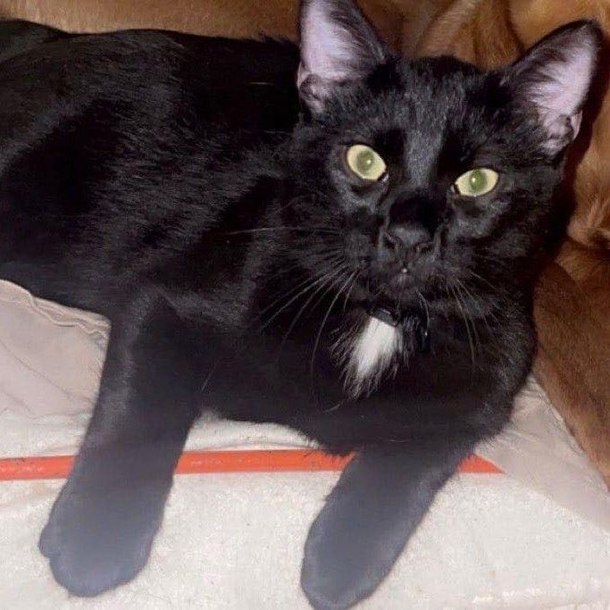 GOJO 180 26100 Romans-sur-is�re