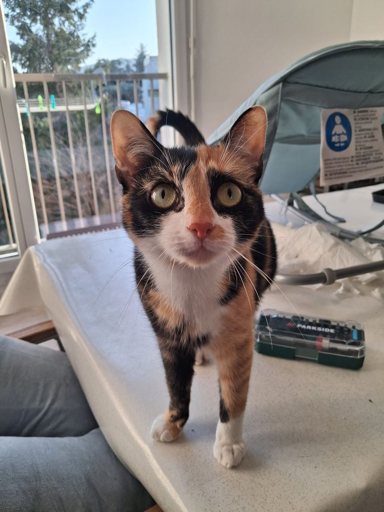 Chat BRISTOL &agrave; l adoption 200 07100 Annonay