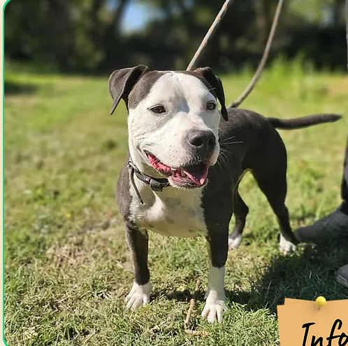 Tapas 230 26700 Pierrelatte