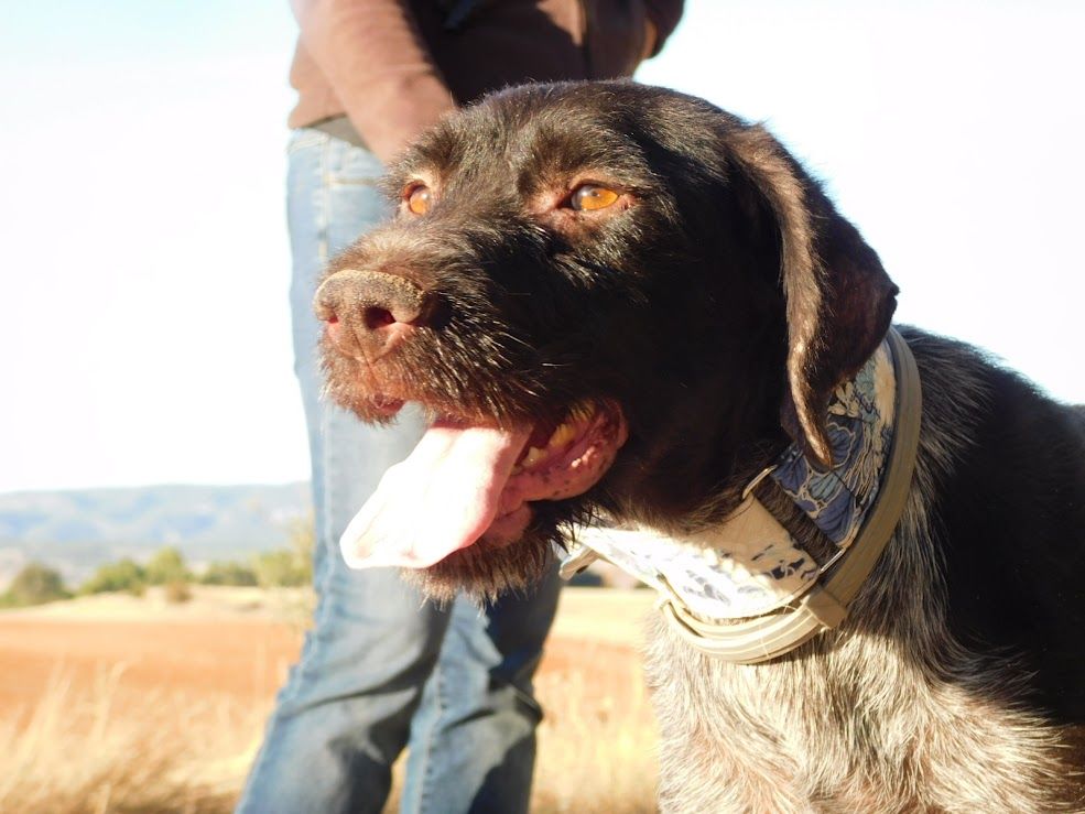 DERYA 5 ans, femelle Drahthaar affectueuse et parfaite ! 195 24140 Douville