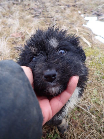 Pichka &agrave; l'adoption 320 69002 Lyon