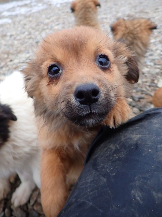 Megara &agrave; l'adoption 320 68000 Colmar