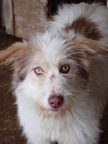 Shiley &agrave; l'adoption 320 88000 Chantraine