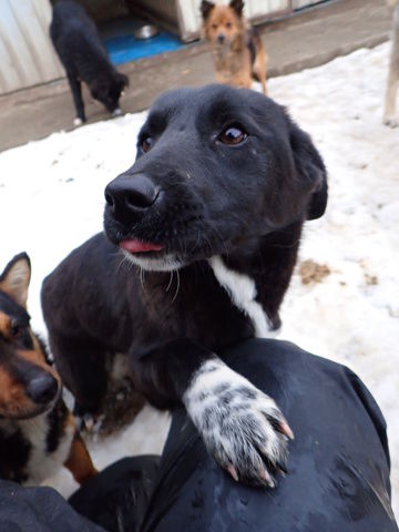 Saniah &agrave; l'adoption 320 28000 Chartres