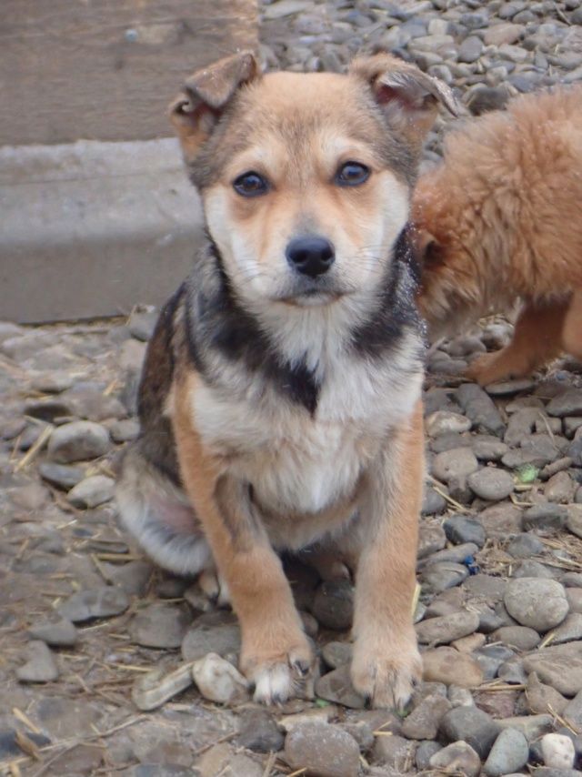 Vitanie &agrave; l'adoption 320 33000 Bordeaux