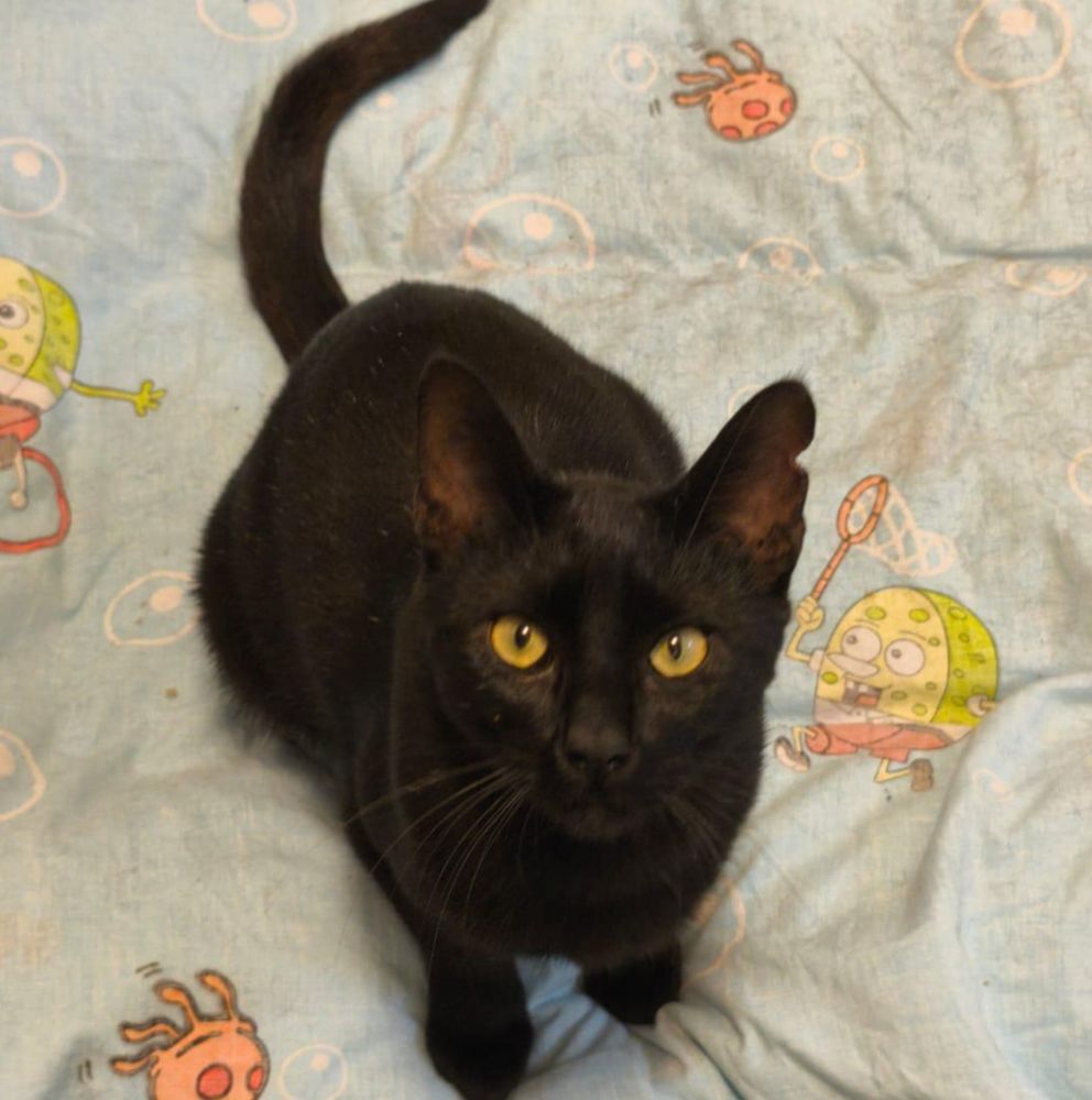 PRINCE 230 27620 Gasny