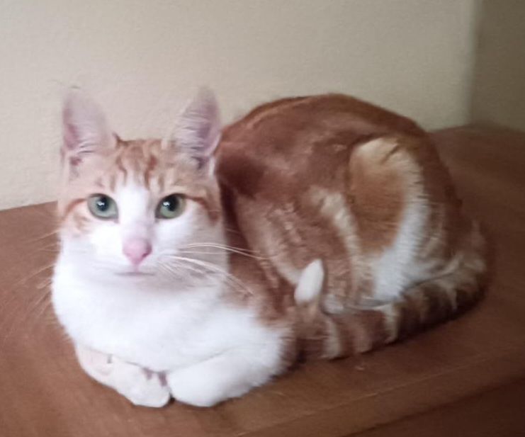 TIGER 230 27620 Gasny