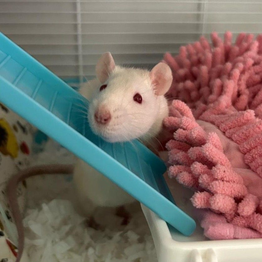 ICE 10 26100 Romans-sur-is�re