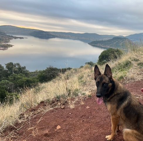 Athena est &agrave; l'adoption! 0 34000 Montpellier