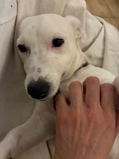 Snoop est &agrave; l'adoption! 0 34000 Montpellier