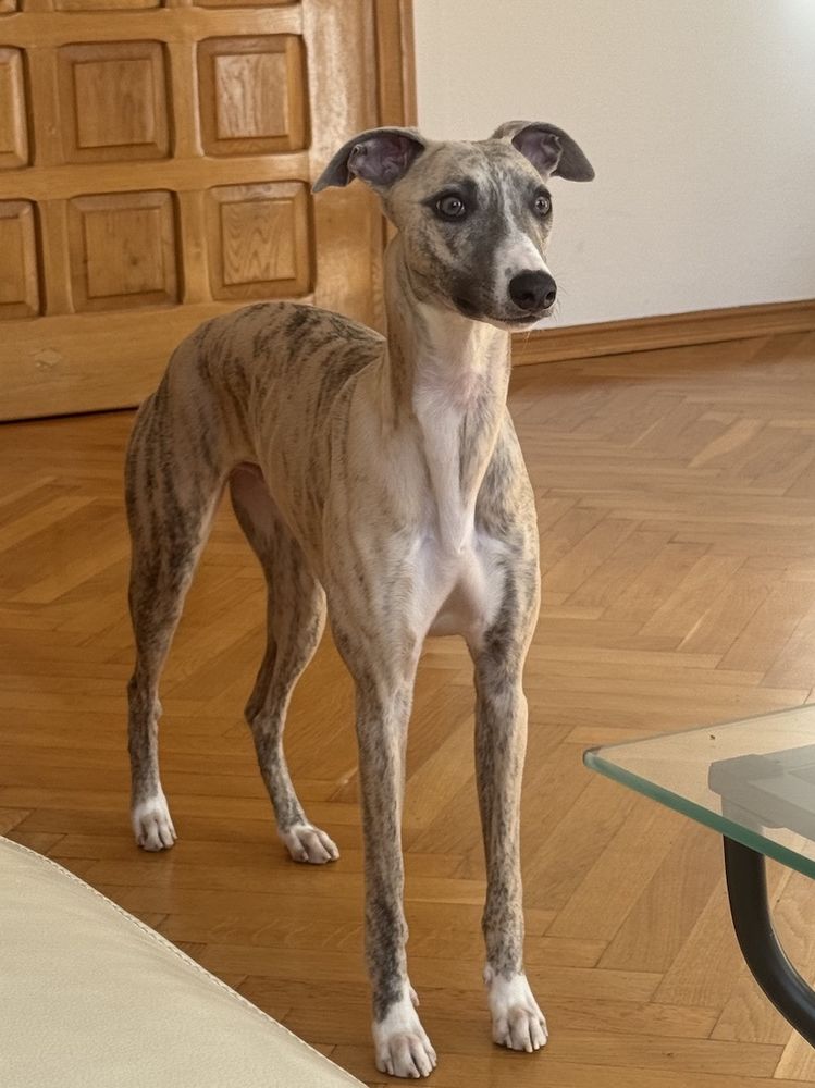 Krysys est &agrave; l'adoption! 0 34000 Montpellier