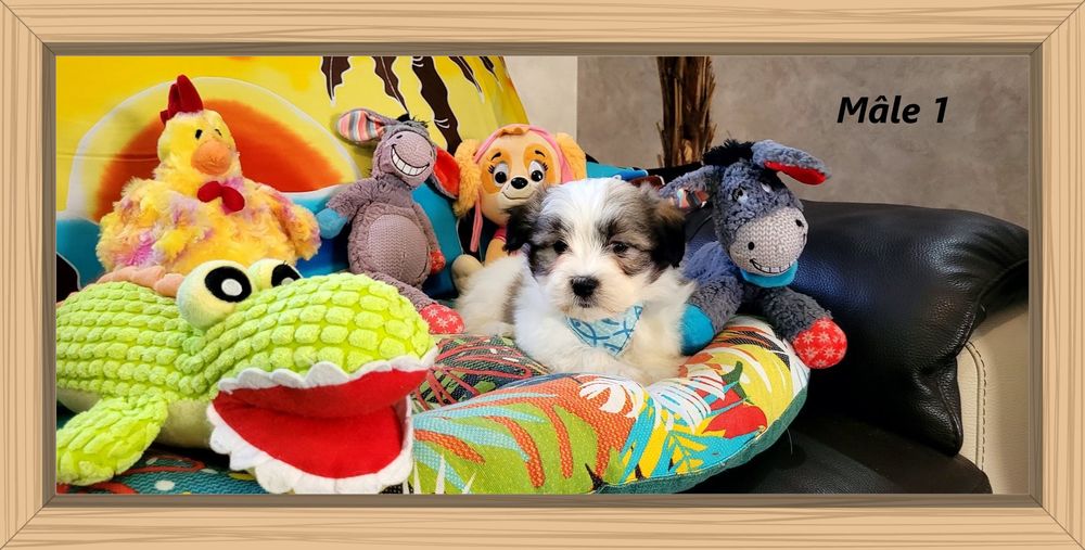 CHIOTS BICHON MALTAIS (m&acirc;les) 800 41700 Le controis-en-sologne