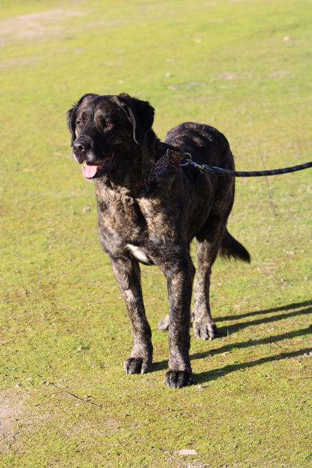 Superbe M&acirc;tin Espagnol, facile et fid&egrave;le, une perle ! 315 40000 Mont-de-marsan