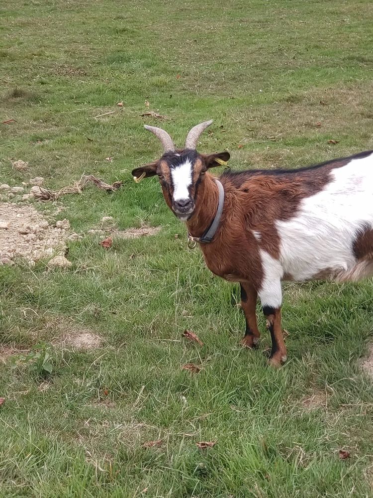 Balta, ch&egrave;vre naine &agrave; adopter 50 44170 Abbaretz