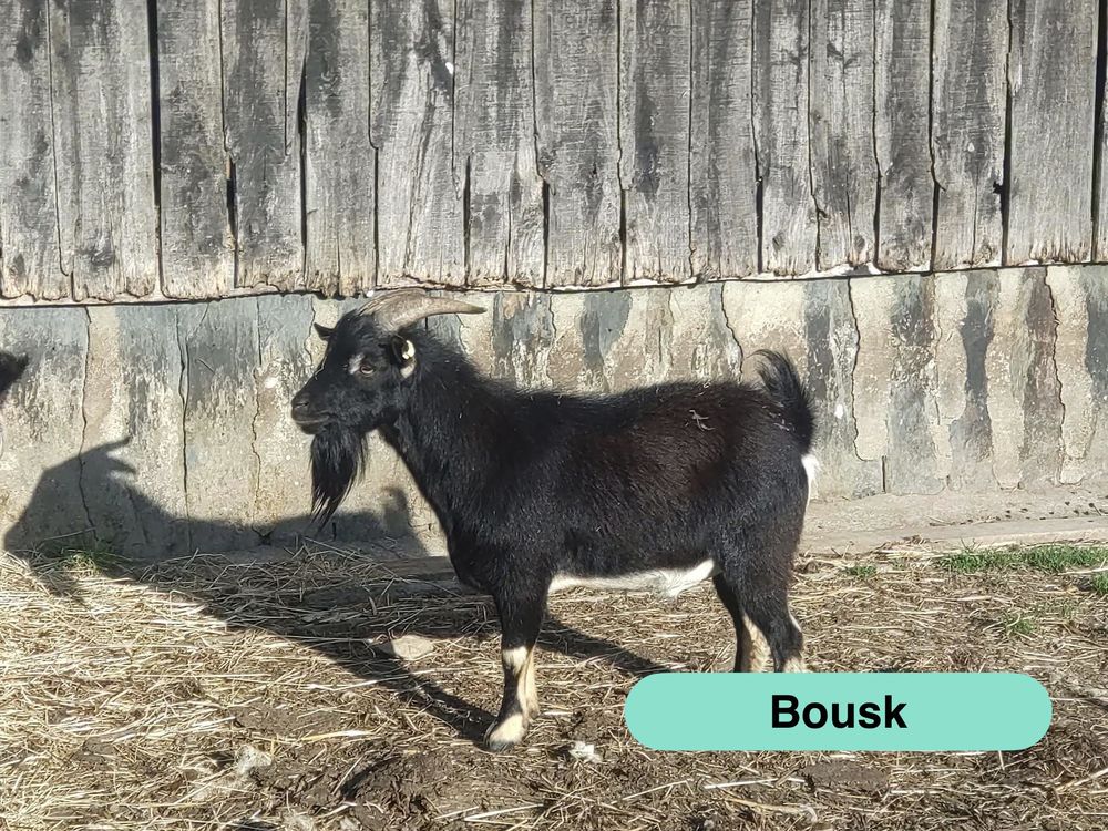 Bousk, bouc nain &agrave; adopter 50 44170 Abbaretz