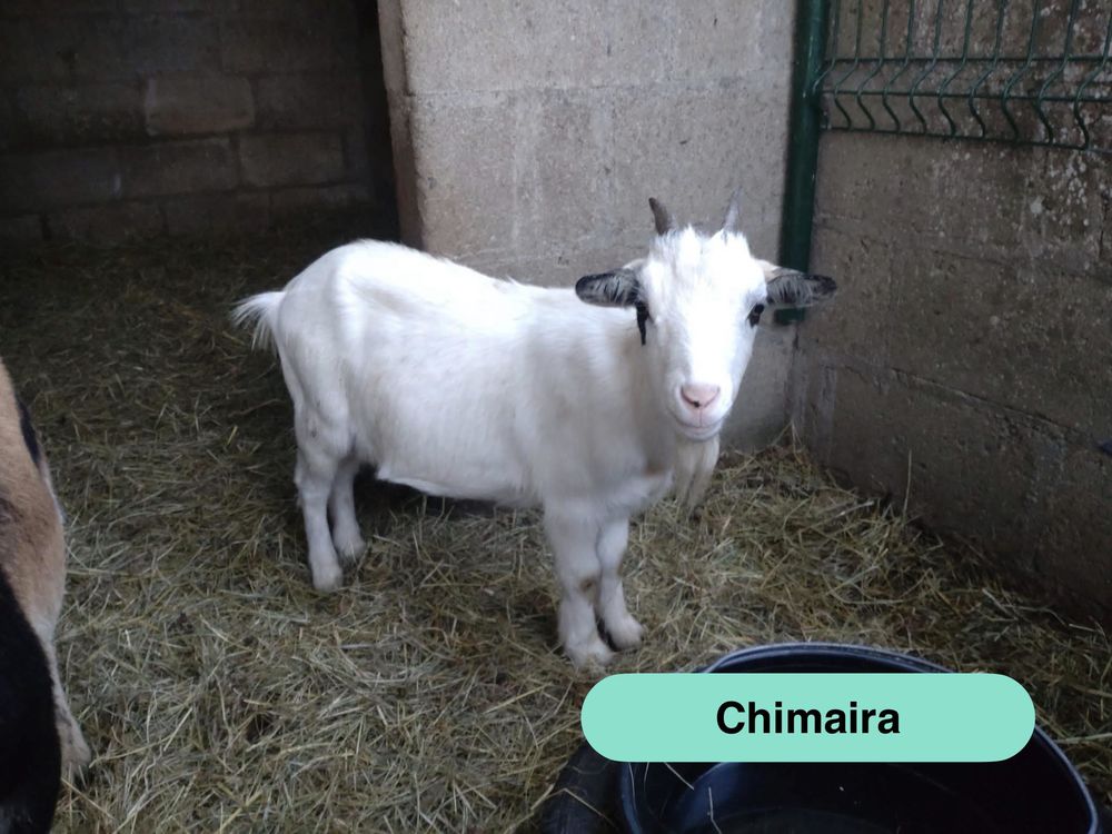 Chimaira, ch&egrave;vre naine &agrave; adopter 50 44170 Abbaretz