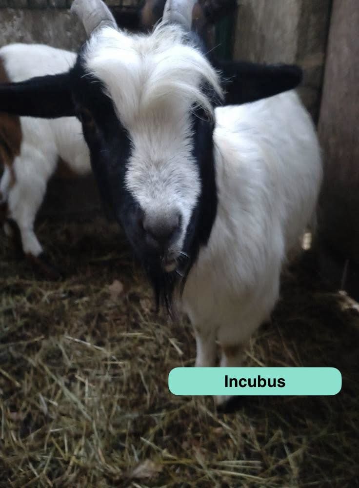 Incubus, bouc nain &agrave; adopter 50 44170 Abbaretz