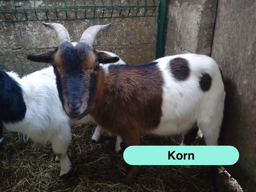 Korn, bouc nain &agrave; adopter 50 44170 Abbaretz