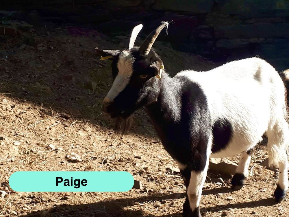Paige, ch&egrave;vre naine &agrave; adopter 50 44290 Pierric