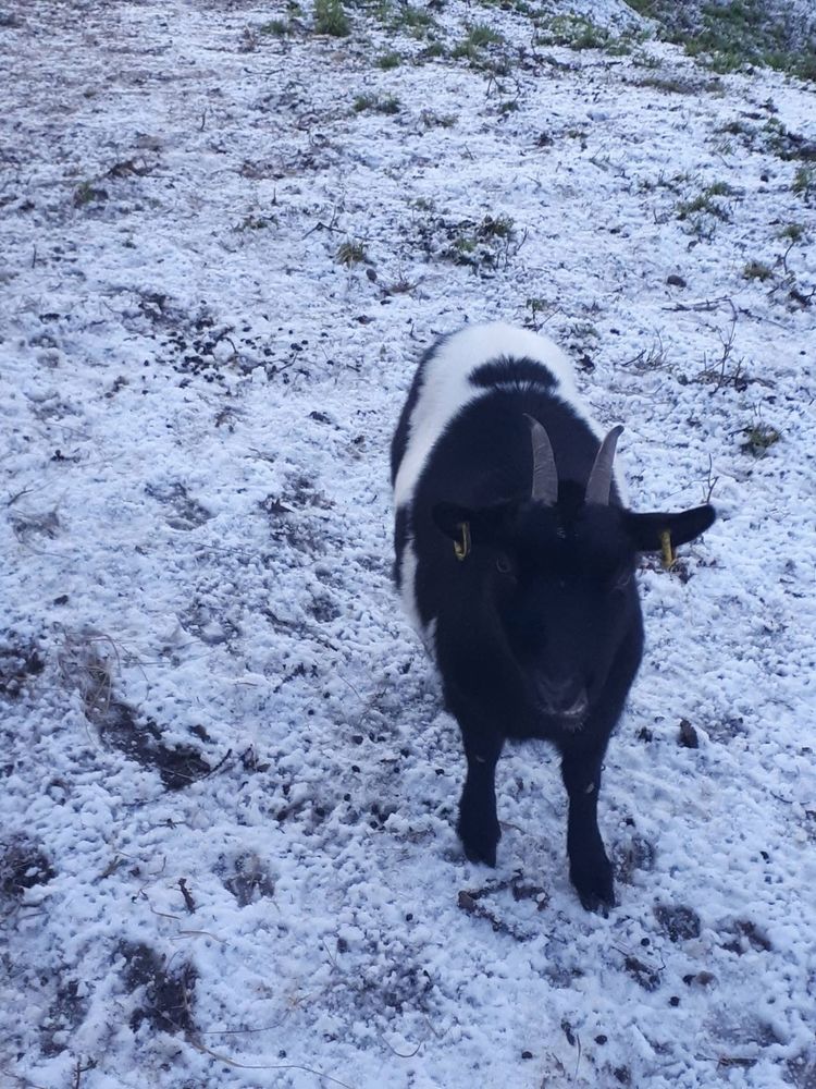 Phoebe, ch&egrave;vre naine &agrave; adopter 50 44290 Pierric