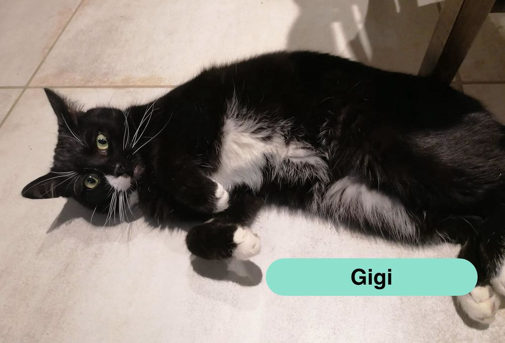 Gigi, jeune chat noir et blanc &agrave; adopter 200 44540 Saint-mars-la-jaille