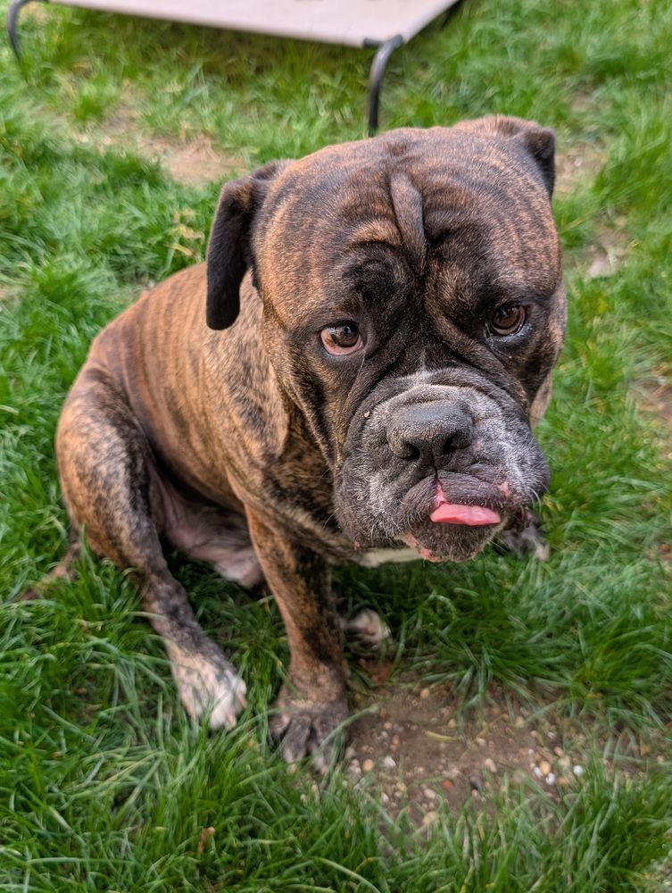 Chien VIKING &agrave; l adoption 350 26000 Valence