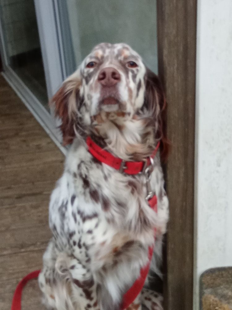 Chien TAYGA &agrave; l adoption 250 07300 Tournon-sur-rh�ne