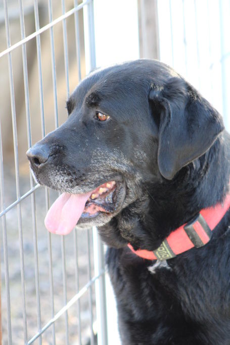 PIN, Merveilleuse M&acirc;tine Espagnole. Une vraie cr&egrave;me ! (ok chat) 315 24140 Douville